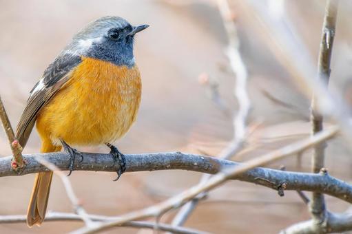 Daurian redstart perched on a branch, copy space, JPG Daurian redstart perched on a branch, copy space, JPG
