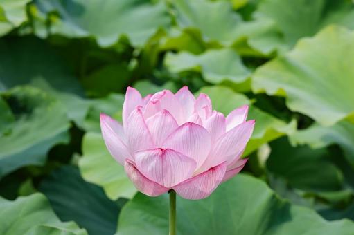 Pink lotus close-up, JPG Pink lotus close-up, JPG