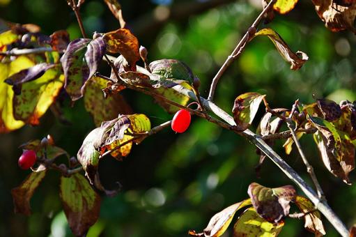 サンシュユの赤い実 サンシュユの赤い実 サンシュユ,山茱萸,ミズキ科の写真素材