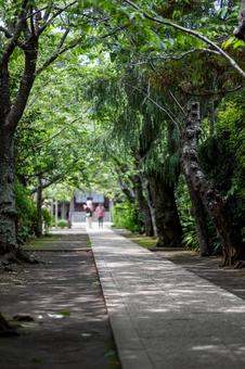 ［神奈川県鎌倉市］緑の極楽寺の写真