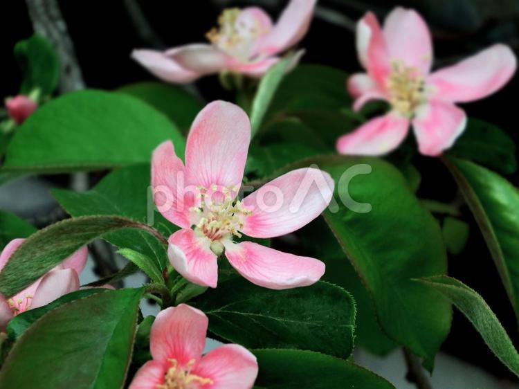 淡いピンクの花梨の花 カリン,かりん,花の写真素材