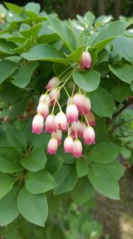 照片, 吊钟campanulatus, mantenboshi, 植物, 