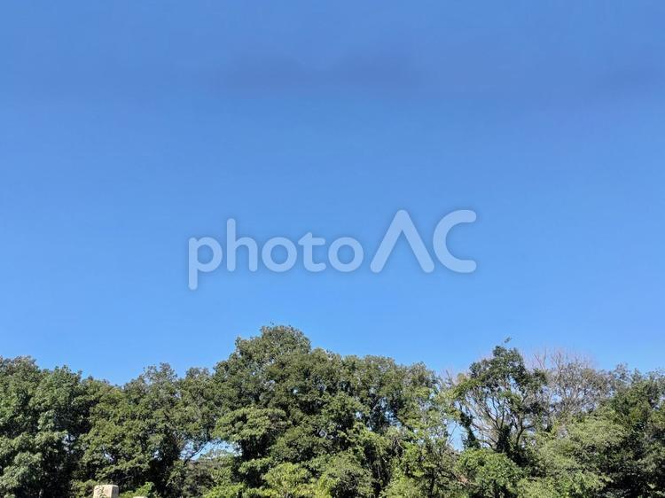 青空と樹木 青空,林,緑の写真素材