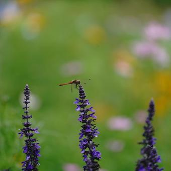 野の秋色、赤とんぼ イメージ,観賞,9月の写真素材