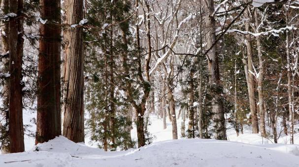 冬の戸隠 戸隠神社,戸隠の冬,戸隠杉並木の写真素材