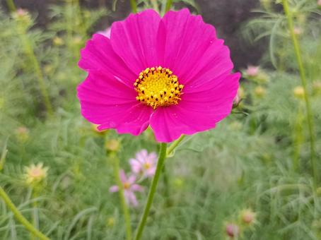 パッションピンクのコスモス コスモス,秋,可憐の写真素材