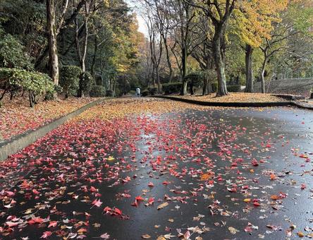 落ち葉散り敷く カエデ,紅葉,落葉の写真素材