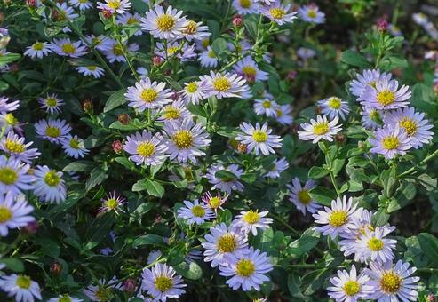 紫のキクの写真