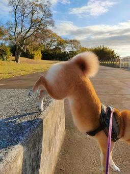 段差から降りる柴犬! 段差から降りる柴犬! 犬,シバ,柴犬の写真素材