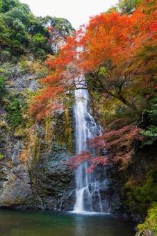 紅葉風景 紅葉風景,紅葉,箕面の写真素材