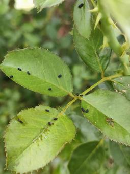 イモムシの糞 イモムシの糞 イモムシの糞,虫のフン,害虫の写真素材