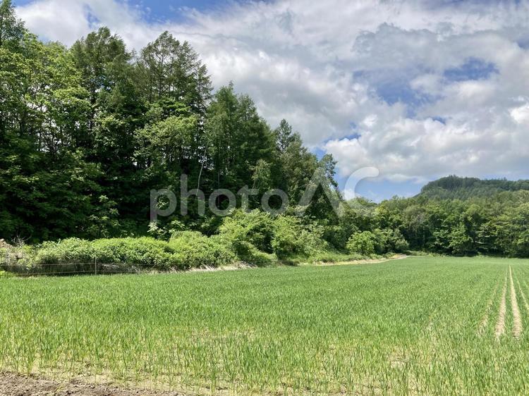 青空と緑の風景 青空,緑,木々の写真素材