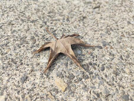 冬を待つ落ち葉 落ち葉,枯れ葉,秋の写真素材