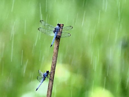 雨の中のトンボ トンボ,蜻蛉,雨の写真素材