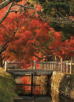 落ち着きのあるもみじの紅葉 紅葉,もみじ,秋の写真素材