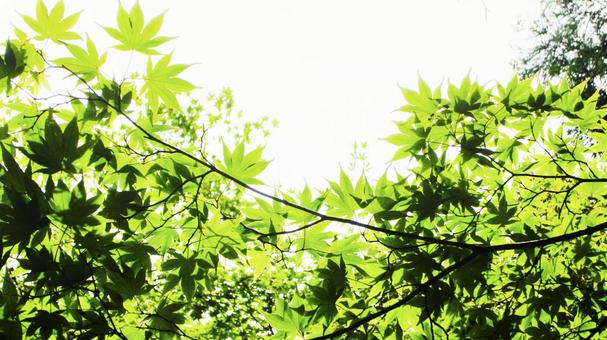 かえで かえでの写真