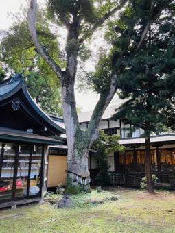 駒形神社 御神木 駒形神社 御神木 駒形神社,岩手県奥州市,陸中国一宮の写真素材
