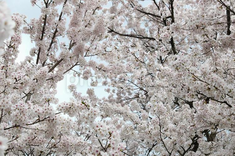 桜満開 桜,サクラ,ソメイヨシノの写真素材