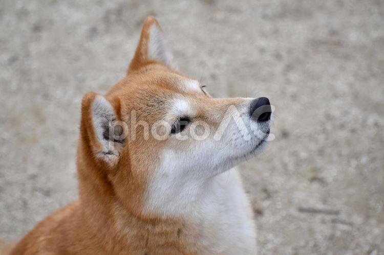 柴犬・見上げる・横顔 柴犬,柴,犬の写真素材