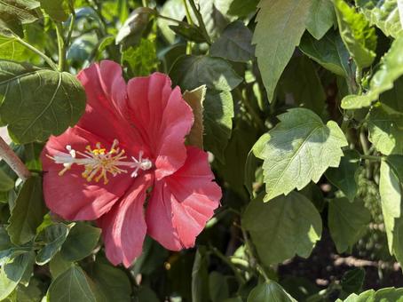 ブッソウゲ ブッソウゲ 花,植物,綺麗の写真素材