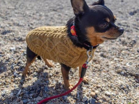 散歩する小型犬・チワワ・ミニピン 散歩する小型犬・チワワ・ミニピン 犬,わんこ,ペットの写真素材