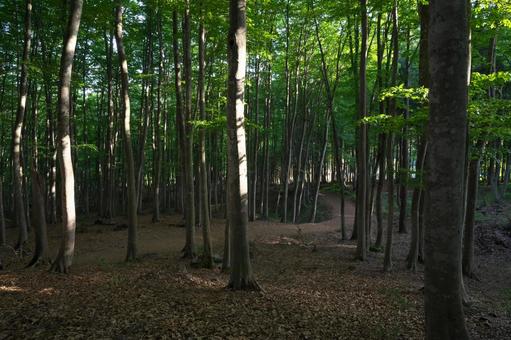 光射す森 森,森林,自然の写真素材