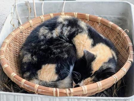 猫団子 猫,動物,風景の写真素材