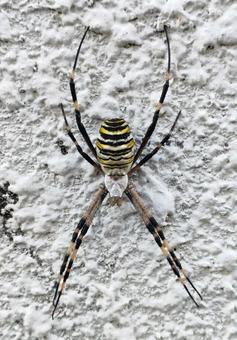 ナガコガネグモ ナガコガネグモ,蜘蛛,虫の写真素材