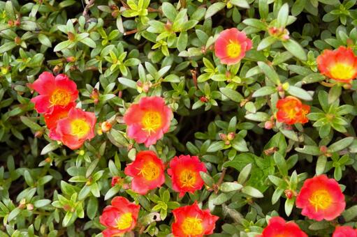 ポーチュラカの橙花　ネパール ポーチュラカ,花,庭の写真素材