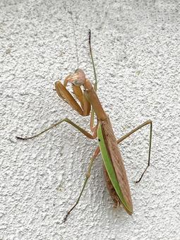 やる気のありそうなカマキリ やる気のありそうなカマキリの写真