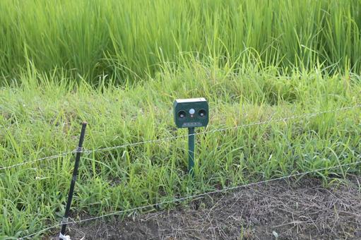 獣害防止のため水田の畦に設置された撃退器 獣害防止のため水田の畦に設置された撃退器 動物撃退器,赤外線,自動の写真素材