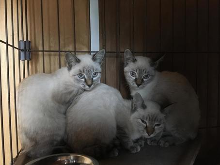 仔猫の塊 仔猫の塊の写真