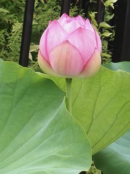 ハスの花 ハスの花の写真