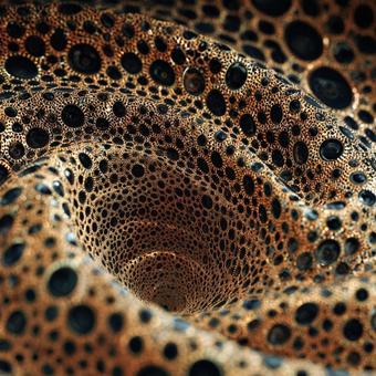 多孔質テクスチャの有機的な抽象構造 多孔質テクスチャの有機的な抽象構造の写真