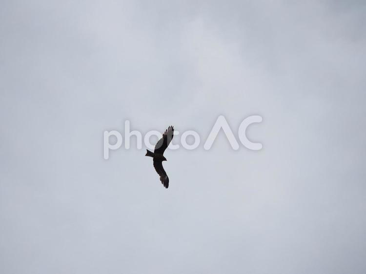 猛禽類、トンビ（トビ） とんび,トンビ,とびの写真素材
