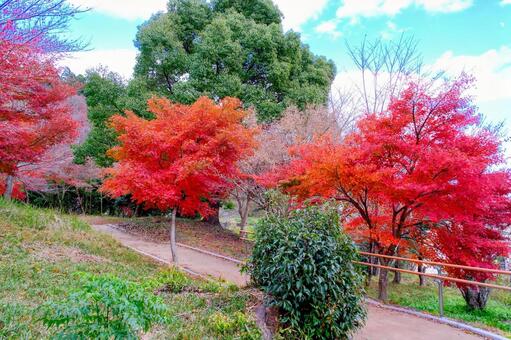 最上山もみじ山公園 紅葉,黄葉,もみじの写真素材