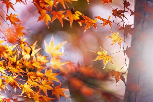 鮮やかな秋の紅葉 紅葉,秋,秋素材の写真素材