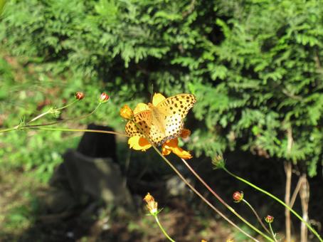 ツマグロヒョウモン ちょうちょ,昆虫,タテハチョウの写真素材
