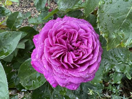 濃いピンクの薔薇 濃いピンクの薔薇 薔薇,バラ,ばらの写真素材