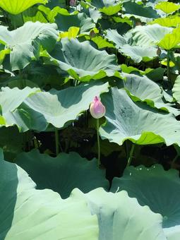 蓮の蕾 蓮,ハス,蕾の写真素材