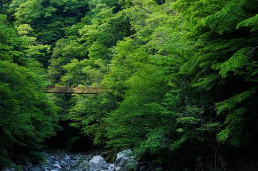 新緑のべふ峡(別府峡谷の赤い吊橋) 新緑のべふ峡(別府峡谷の赤い吊橋) べふ峡,別府峡谷,新緑の写真素材