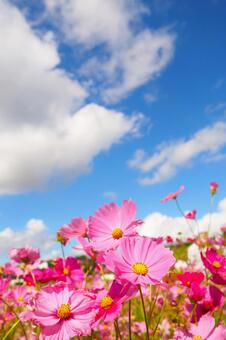 秋のアニメのような鮮やかなコスモス畑 コスモス,アニメ,壁紙の写真素材