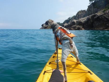 犬とシーカヤック 犬とシーカヤックの写真