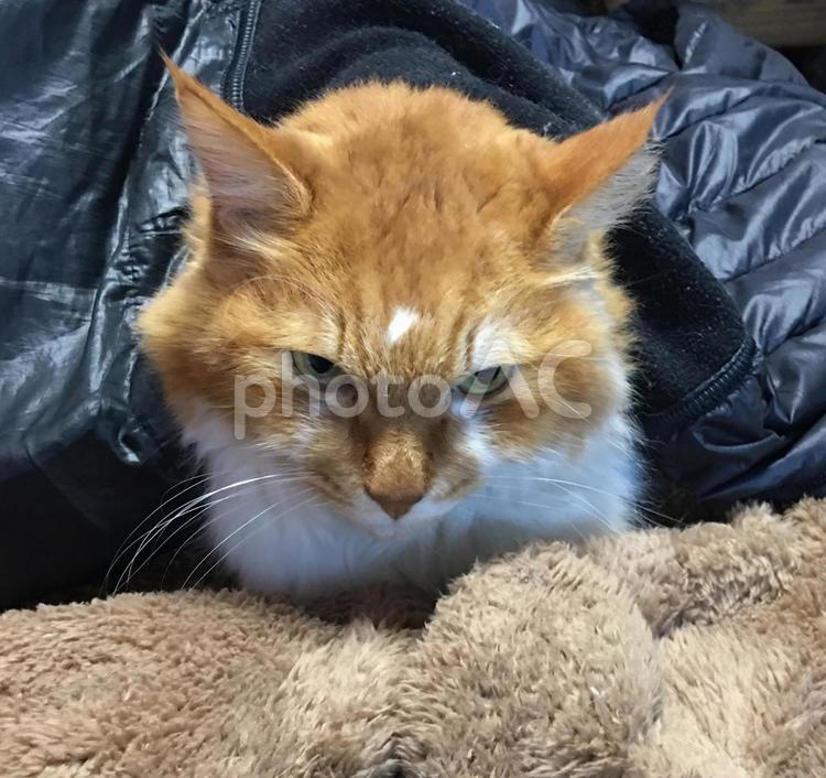 目つきが悪くなったネコ かわいい,オスネコ,ねこの写真素材