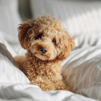 白いシーツの上の愛らしい犬 白いシーツの上の愛らしい犬の写真