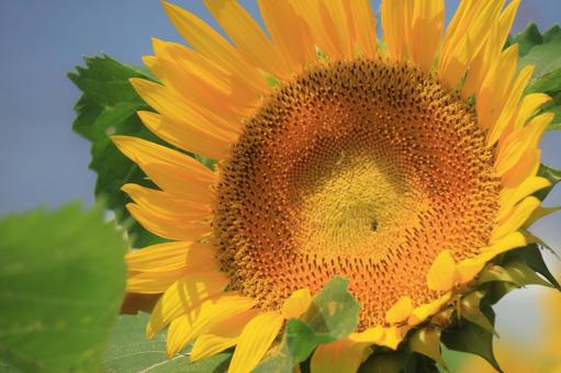 ひまわりの花 アップ ひまわりの花 アップ ひまわり畑,向日葵,夏の写真素材