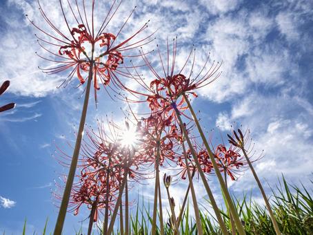 青空に透ける紅の花火 青空に透ける紅の花火 彼岸花,紅色,光の写真素材