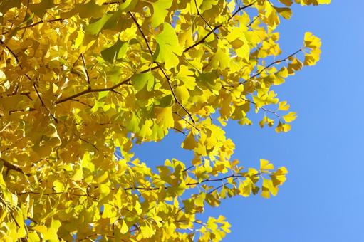 黄色く色づいたイチョウの葉と青空 秋,イチョウ,葉の写真素材