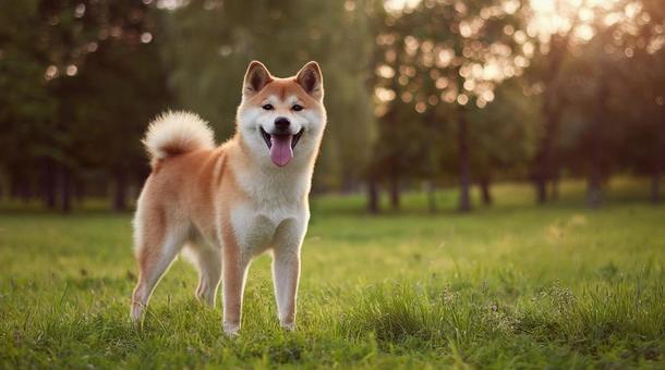 Smiling Shiba Inu walking in the grass at dusk, shiba inu, smiling dog, grassland, JPG