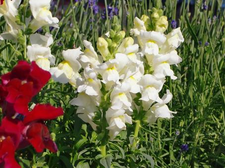 キンギョソウ キンギョソウ,花びら,白の写真素材